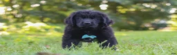 Newfoundland dogs for sale: Harvey - Ad 3