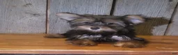 Yorkshire Terrier dogs for sale: Wes - Ad 1