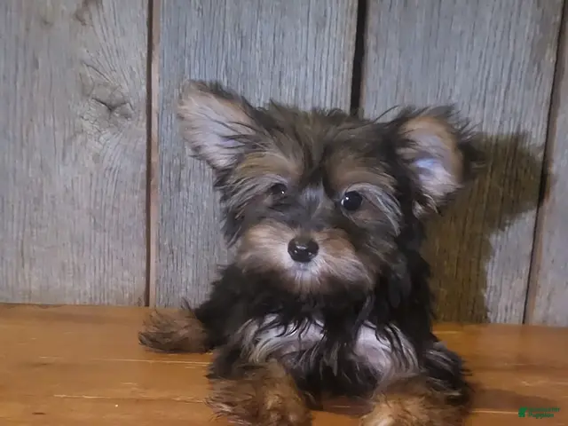 Yorkshire Terrier dogs for sale: Wes - Ad 1
