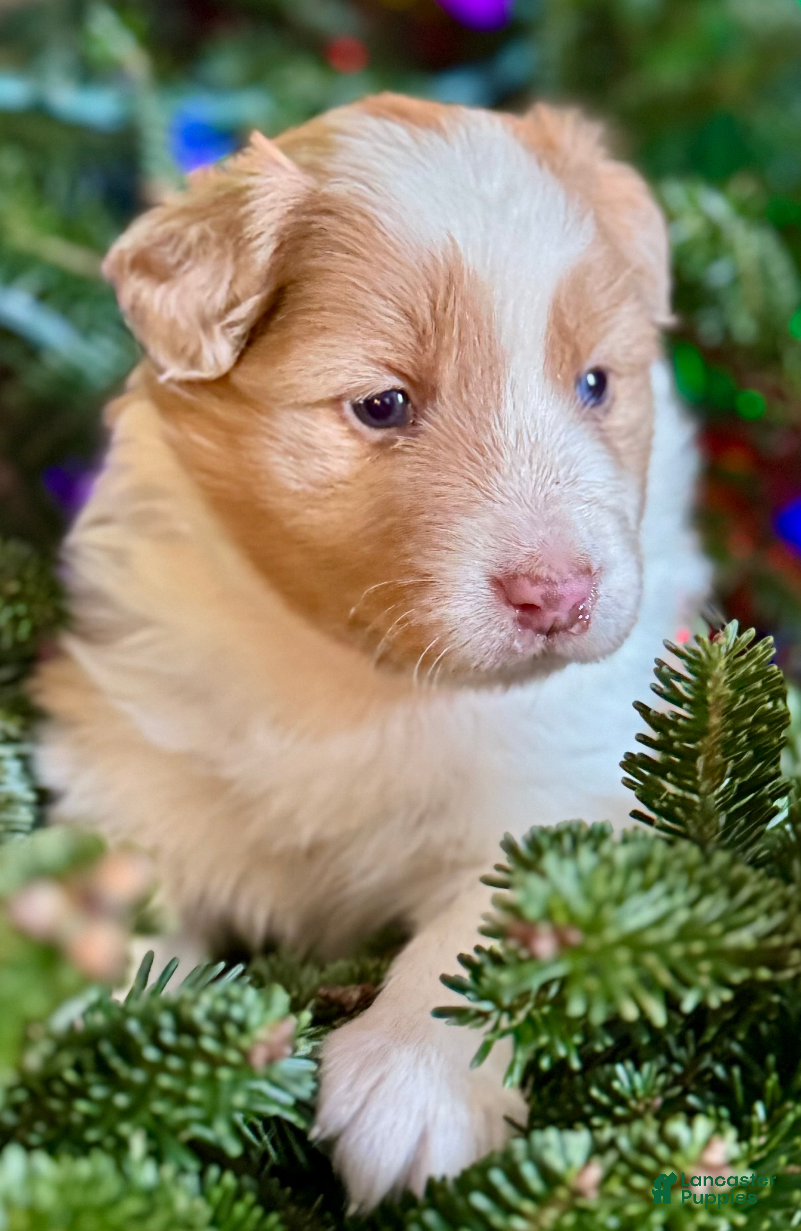 Mixed Breed dogs Mixed Breed Puppy 4 - Ad 3