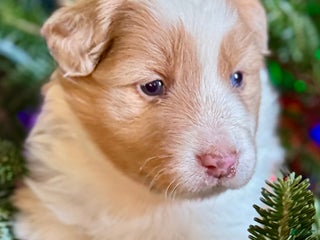 Mixed Breed dogs Mixed Breed Puppy 4 - Ad 4