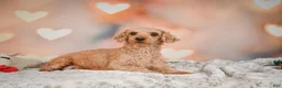 Toy Poodle dogs for sale: Cash - Ad 8
