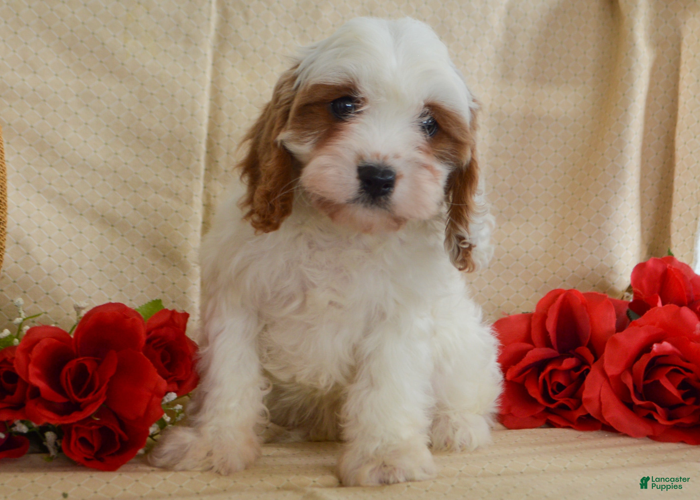 Cavapoo dogs Carmen 🎄🎁 Adoption Special - Ad 41