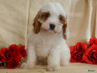 Cavapoo dogs Carmen - Ad 42