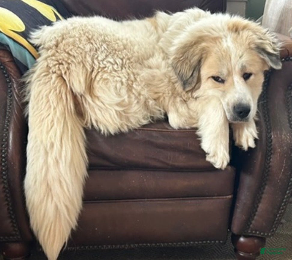 Mixed Breed dogs River - Ad 2