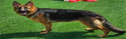 German Shepherd dogs for sale: Brown Boy - Ad 2