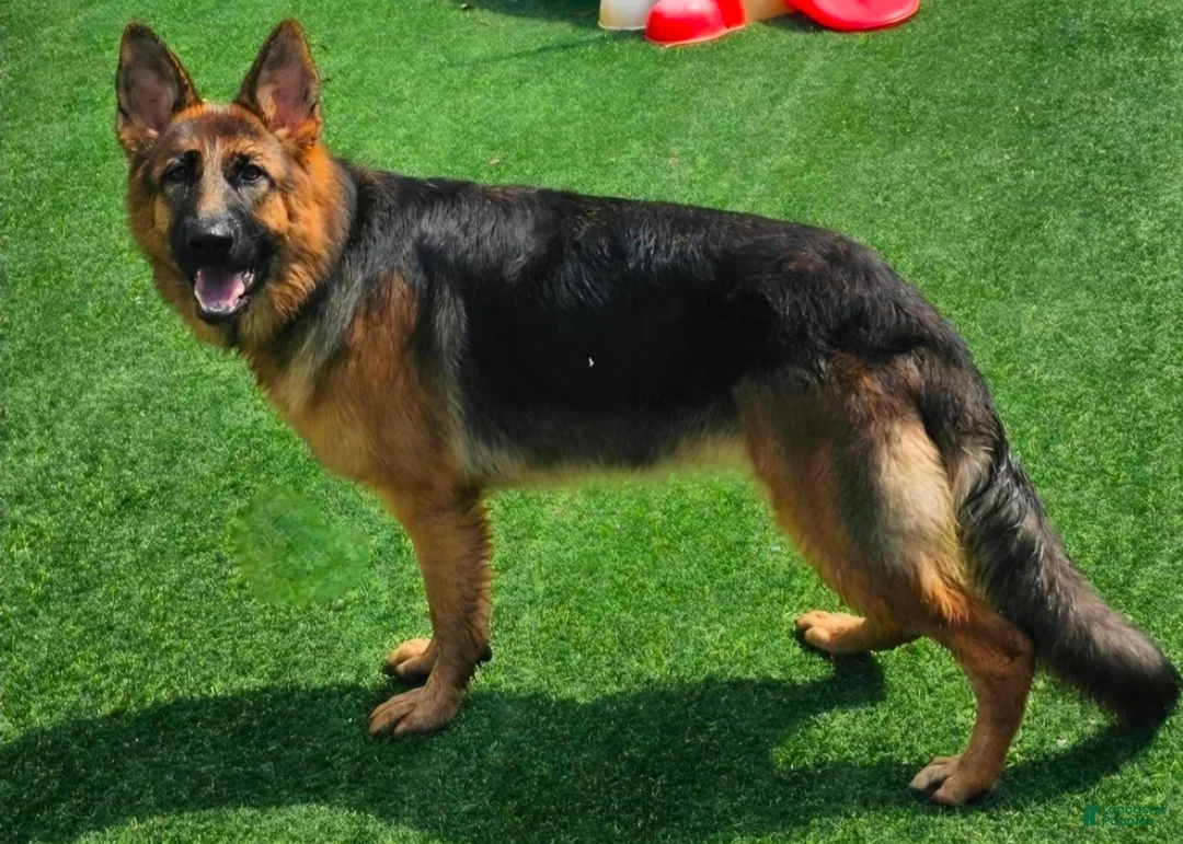German Shepherd dogs for sale: Brown Boy - Ad 2