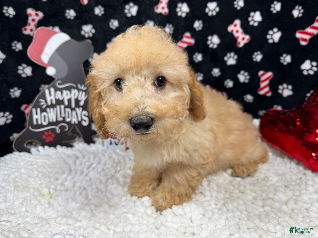 Toy Poodle dogs for sale: Toy Poodle Puppy 1 - Ad 2