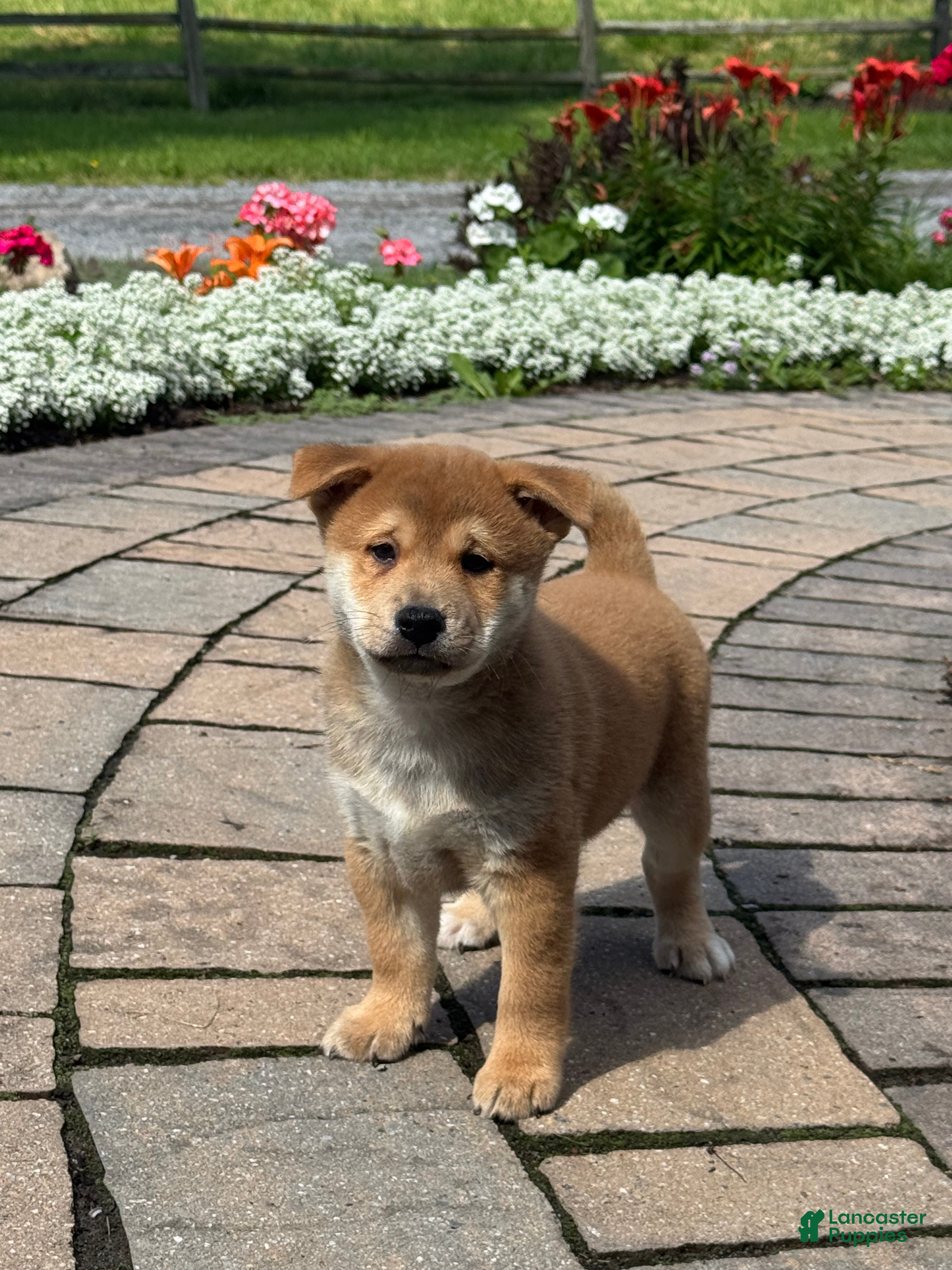 Shiba Inu dogs Iggy - Ad 19