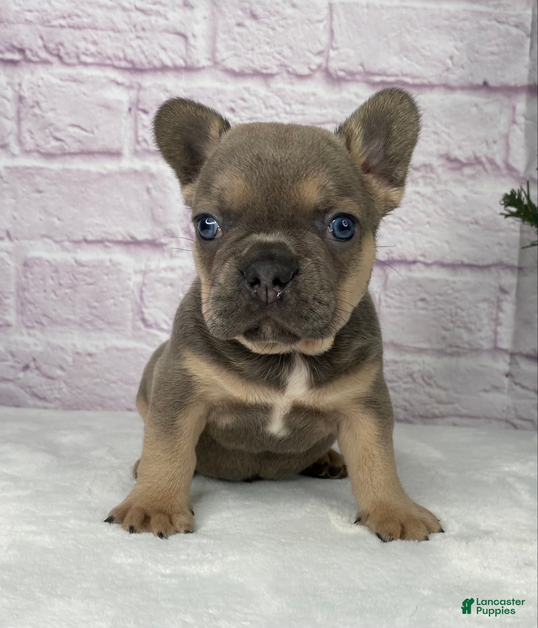 French Bulldog dogs for sale: Mitchell  - Ad 5