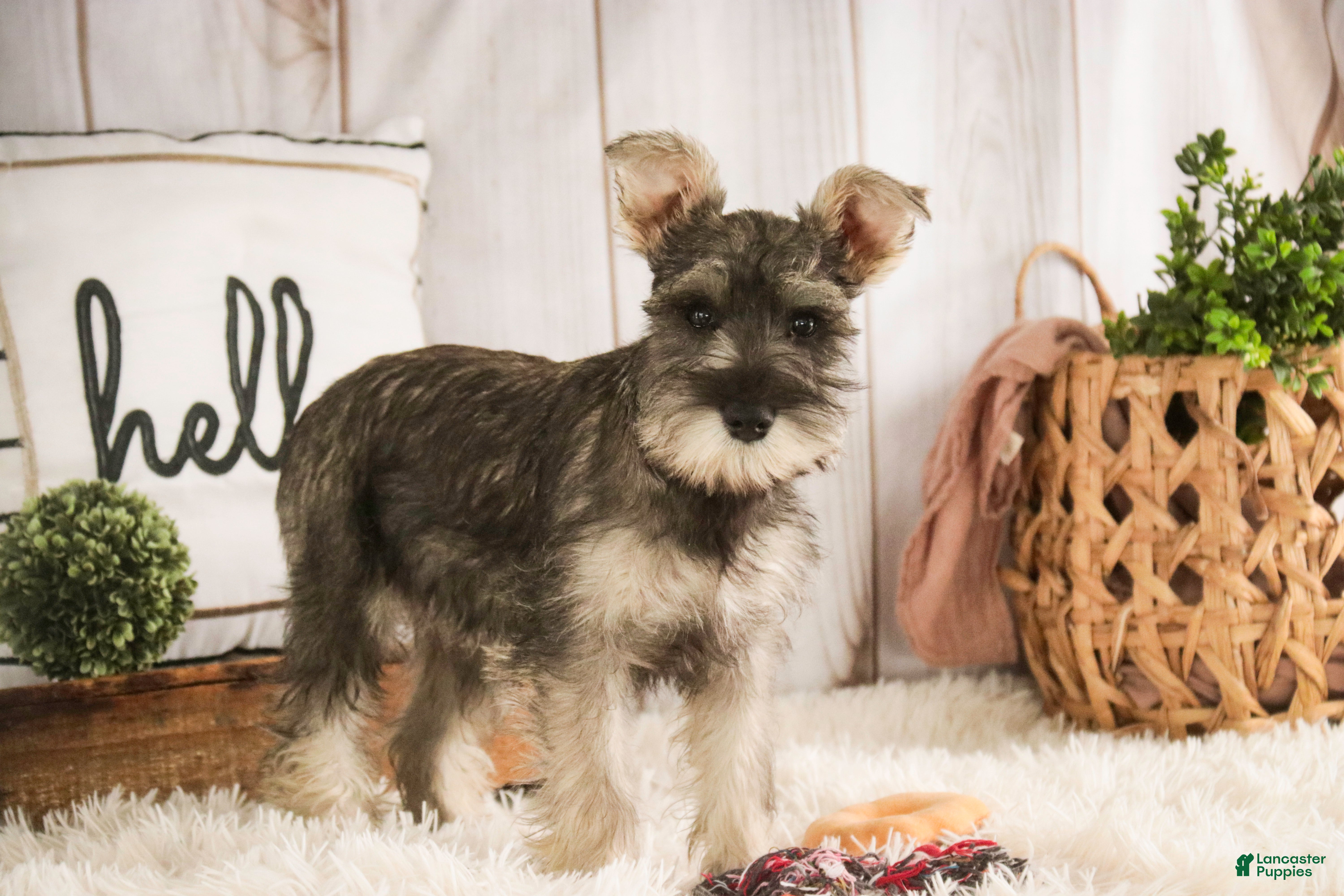 Miniature Schnauzer dogs Maggie - Ad 2