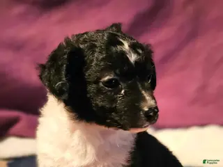 Chihuahua dogs Cindy (T-Cup) - Ad 17