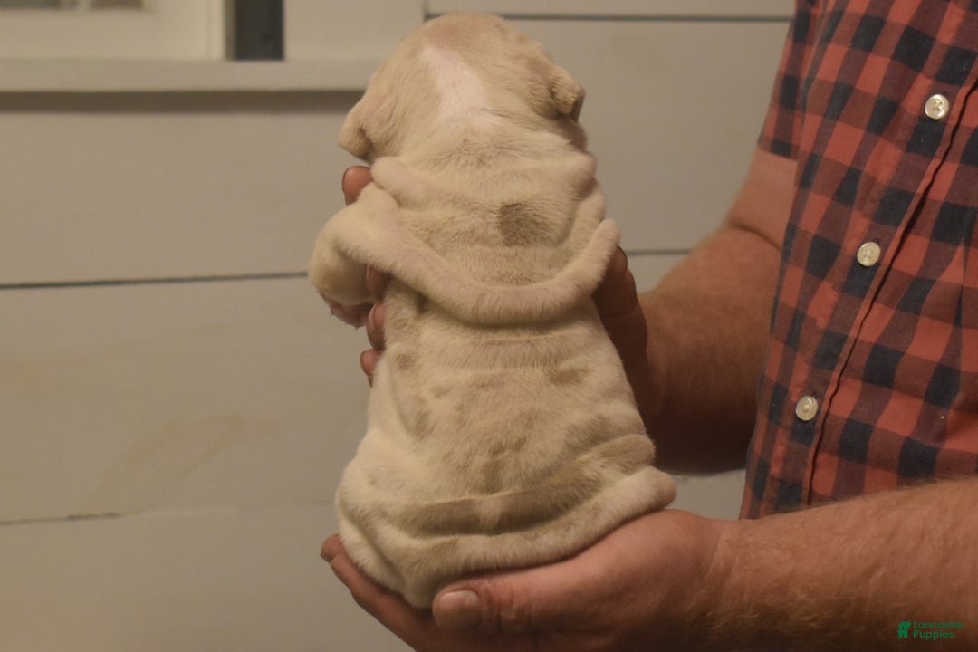 English Bulldog dogs for sale: Chloe - Ad 2