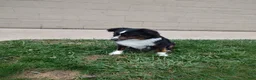 Miniature Australian Shepherd dogs for sale: Alisha - Ad 6