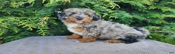 Mini Bernedoodle dogs for sale: Lettie - Ad 7