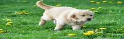 Golden Retriever dogs for sale: Cash - Ad 7