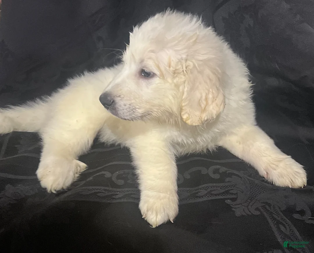 Great Pyrenees dogs for sale: Rosie - Ad 3