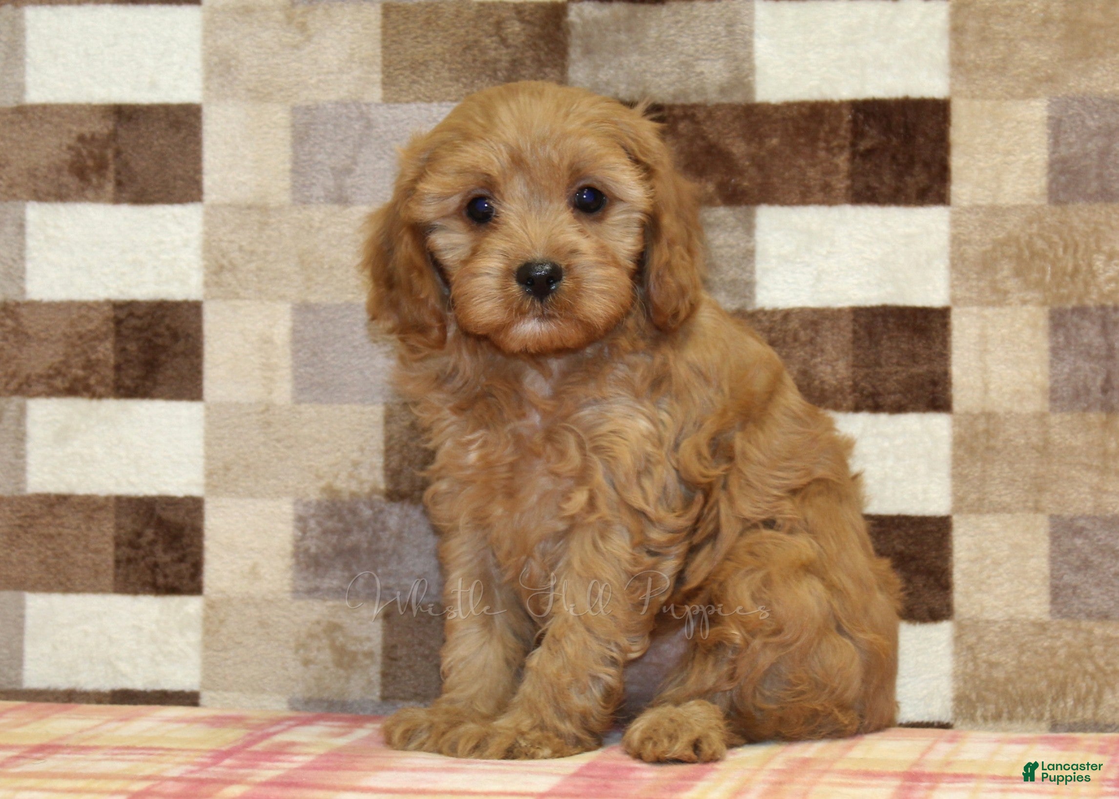 Cavapoo dogs Emma - Ad 38