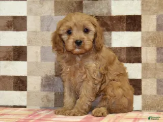 Cavapoo dogs Emma - Ad 38