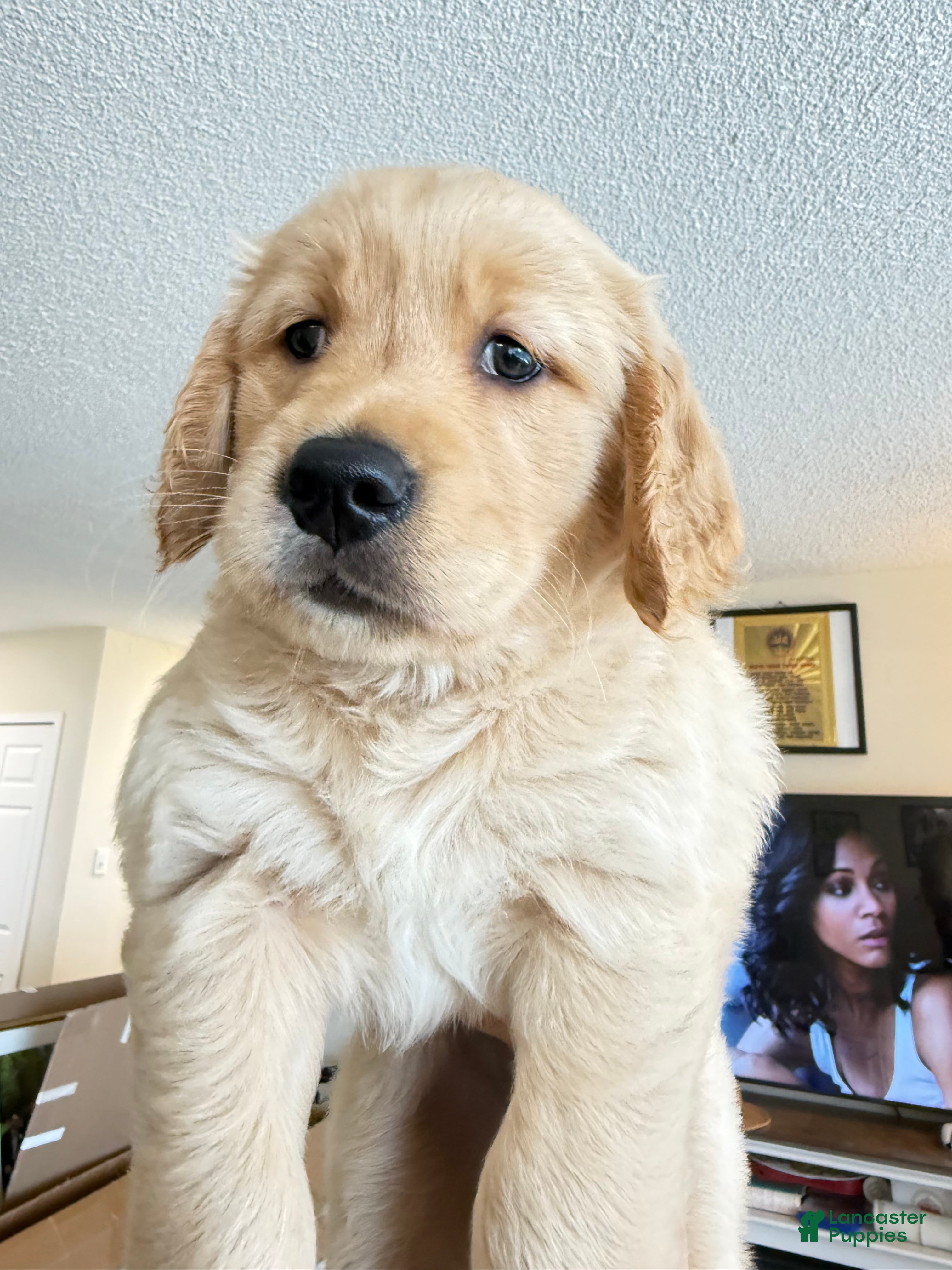 Golden Retriever dogs moly - Ad 1