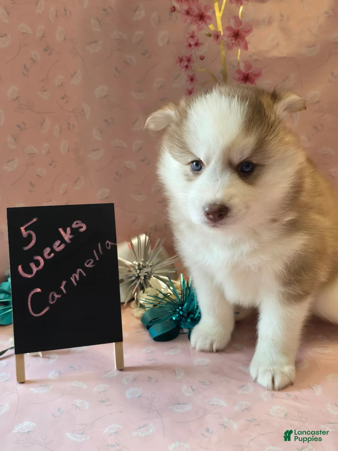 Pomsky dogs for sale: Carmella - Ad 4