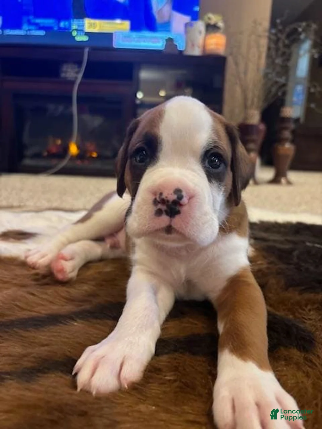 Gallery Image {{count}}