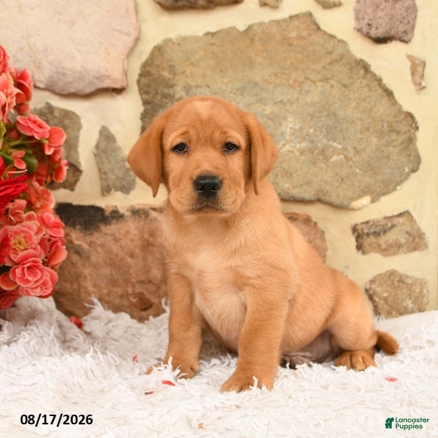 Labrador Retriever dogs Gobo - Ad 2