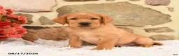 Labrador Retriever dogs for sale: Gobo - Ad 2