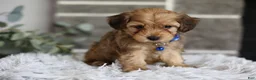 Yorkiepoo dogs for sale: Peanut - Ad 13