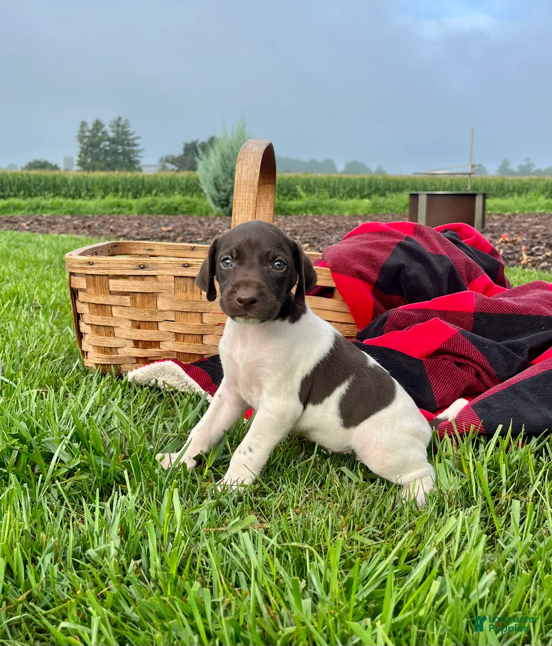 German Shorthaired Pointer dogs for sale: Rowdy❤️Akc🐾 Text or call today - Ad 1