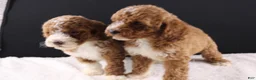Mini Goldendoodle dogs for sale: Brewster - Ad 15