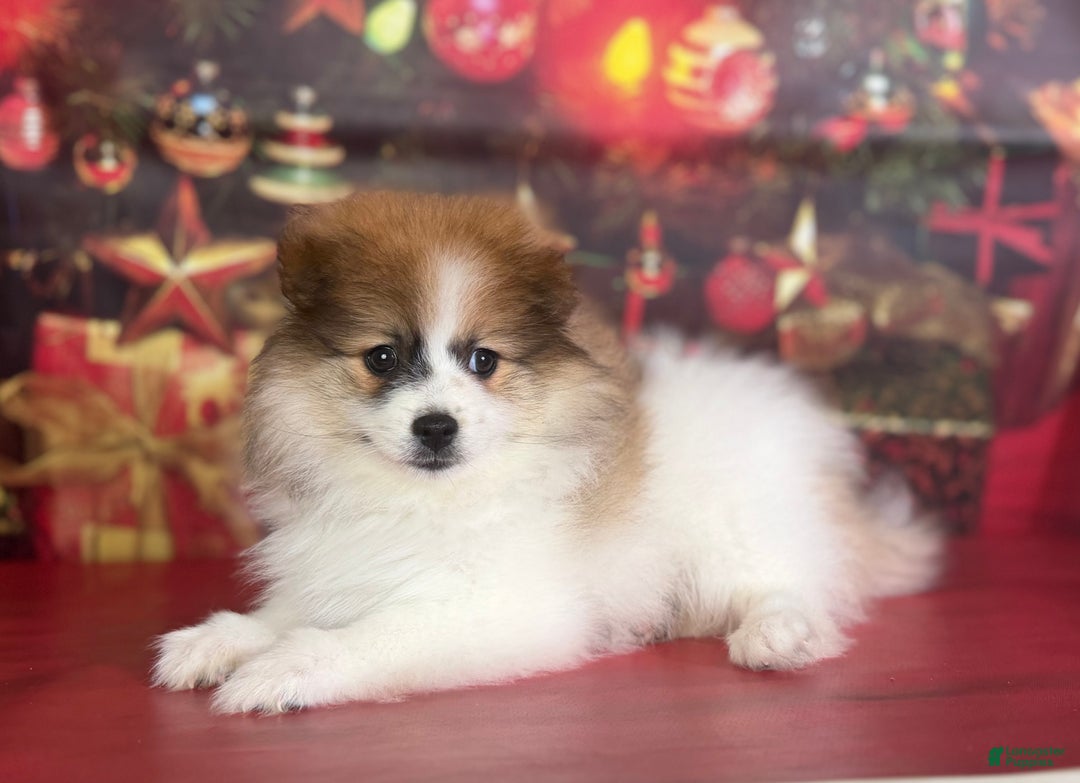 Pomeranian dogs for sale: Nelly - Ad 2