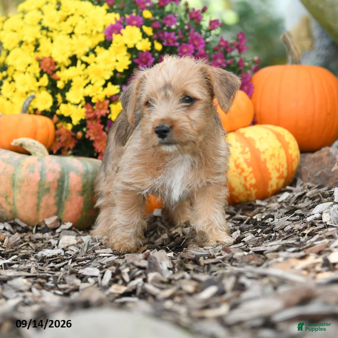 Mixed Breed dogs for sale: Bambie - Ad 3