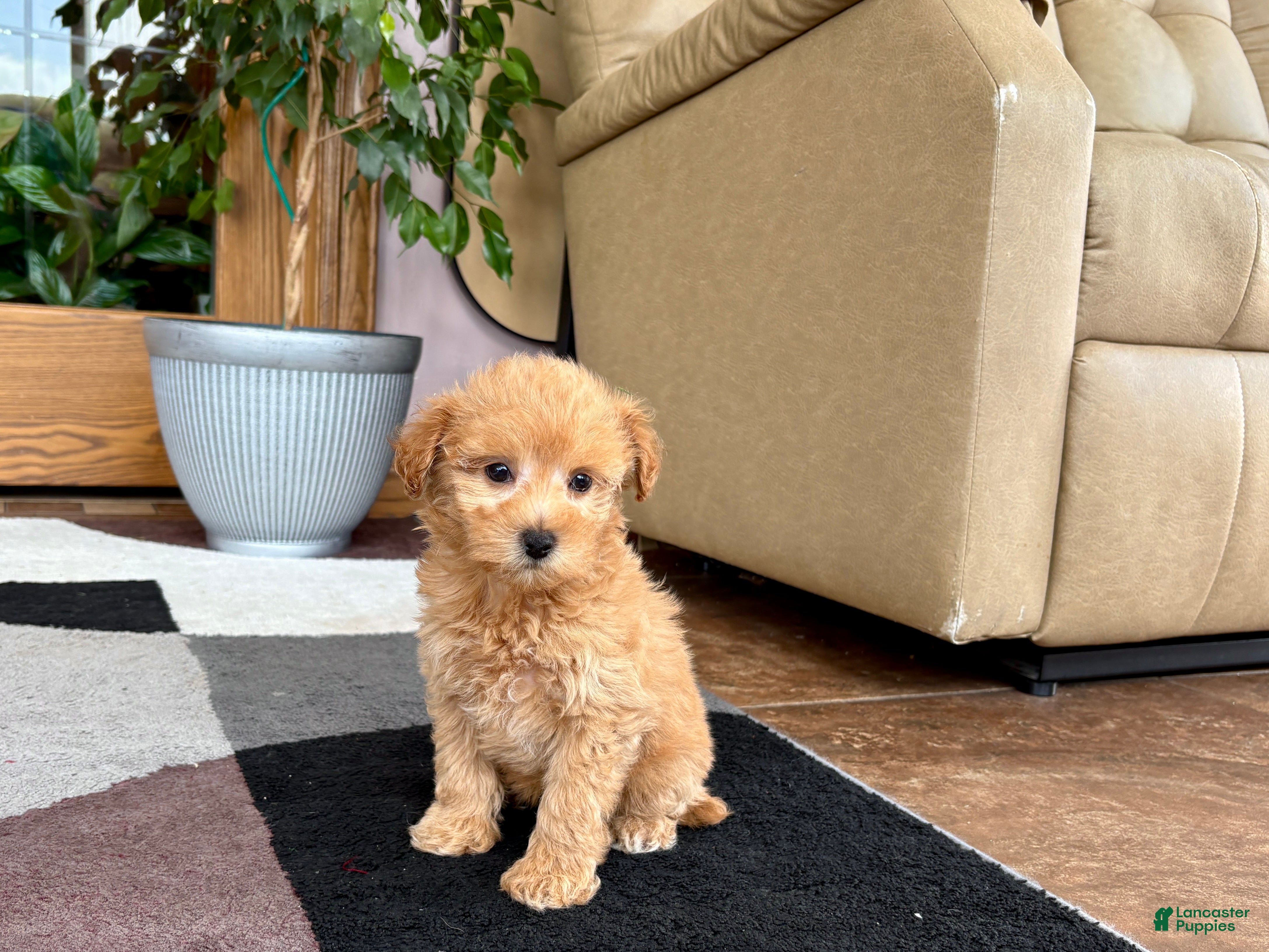 Maltipoo dogs Joy  - Ad 1