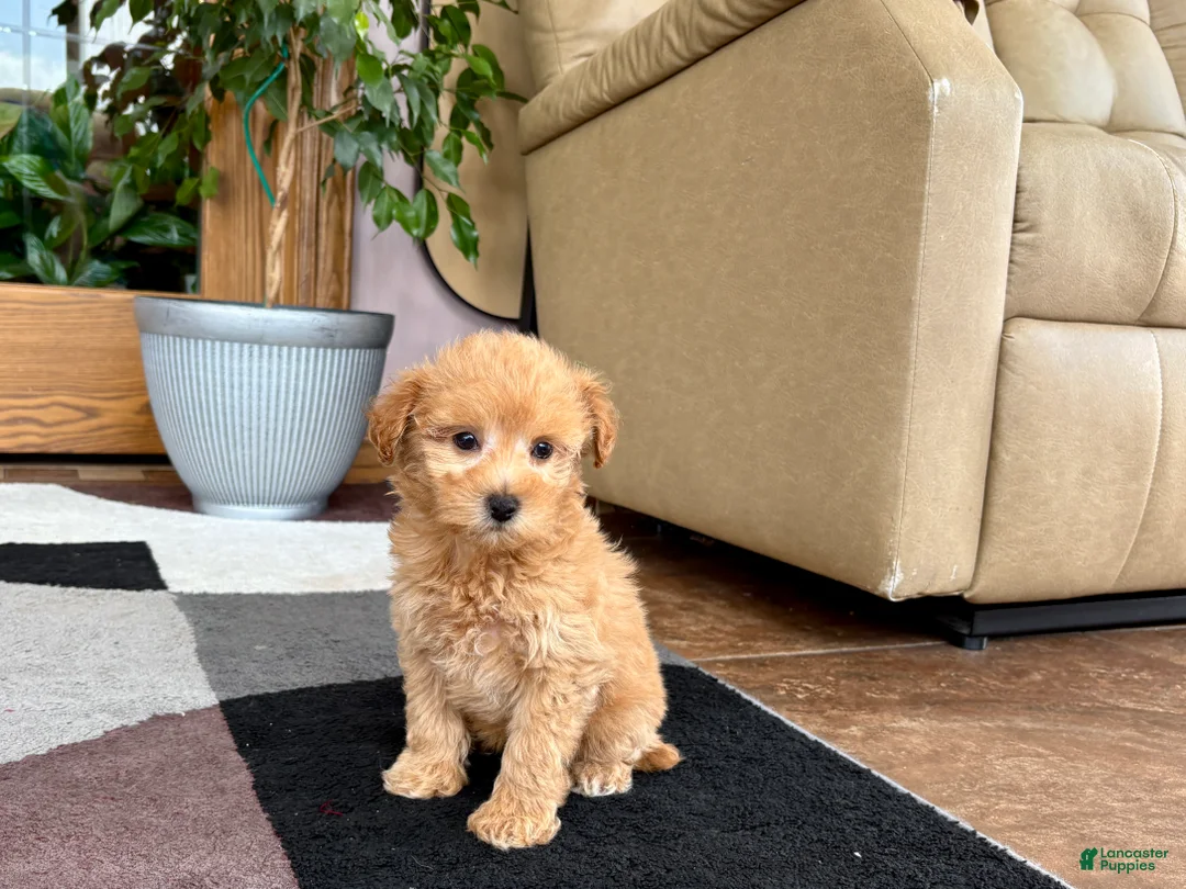 Maltipoo dogs for sale: Joy  - Ad 1