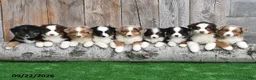 Miniature Australian Shepherd dogs for sale: Ripple - Ad 5