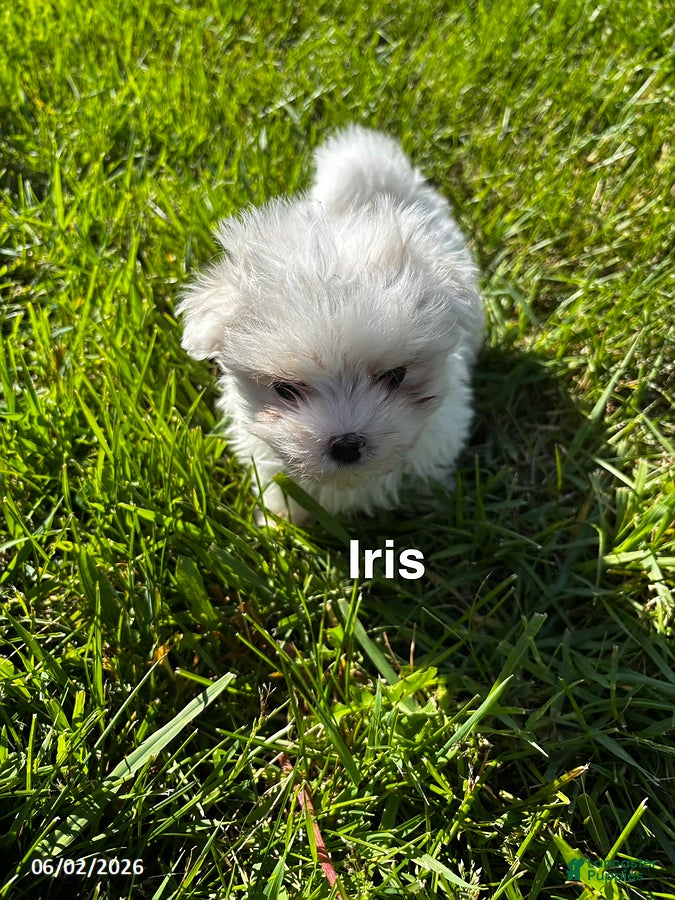 Maltese dogs for sale: Iris - Ad 3