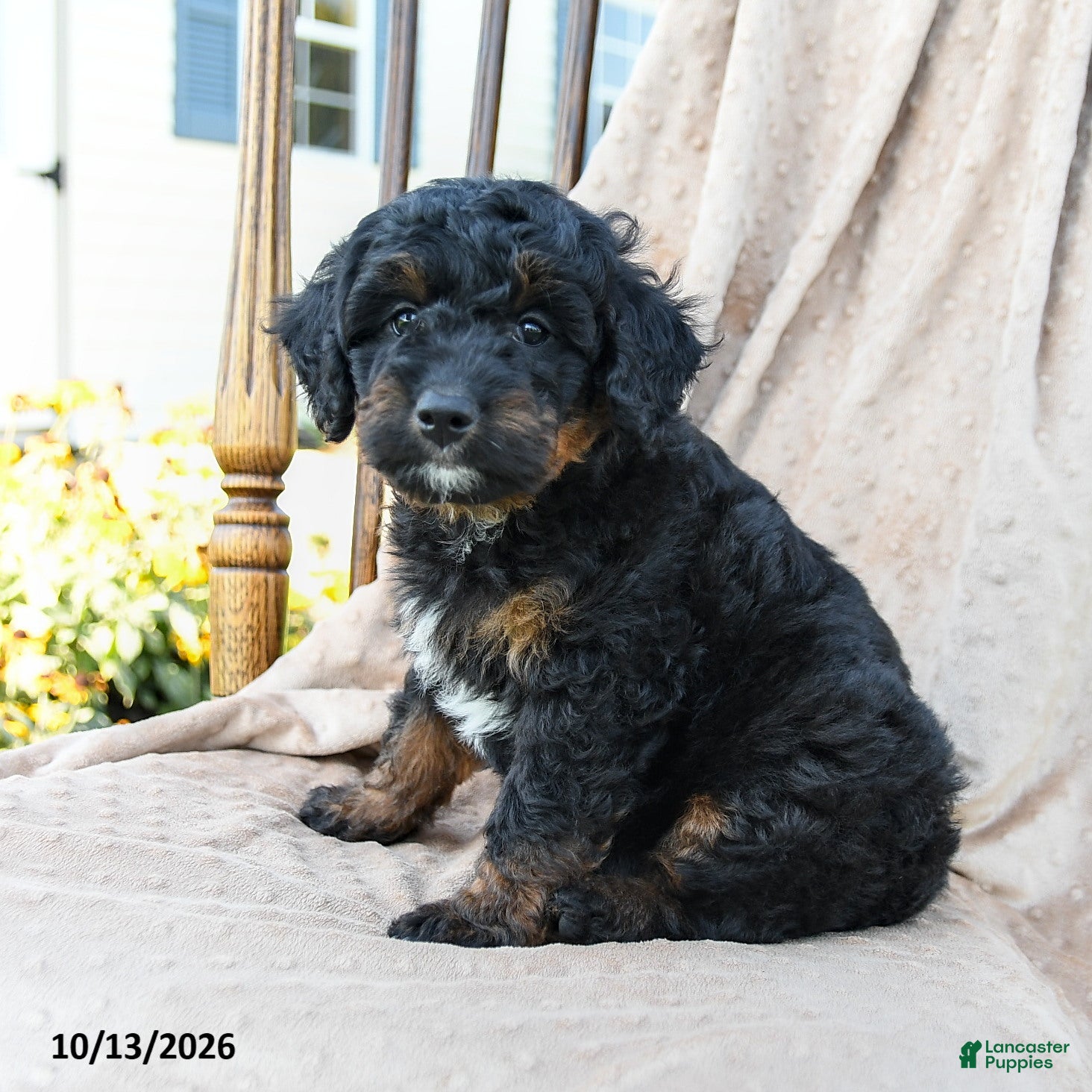 Mini Bernedoodle dogs Badger - Ad 2