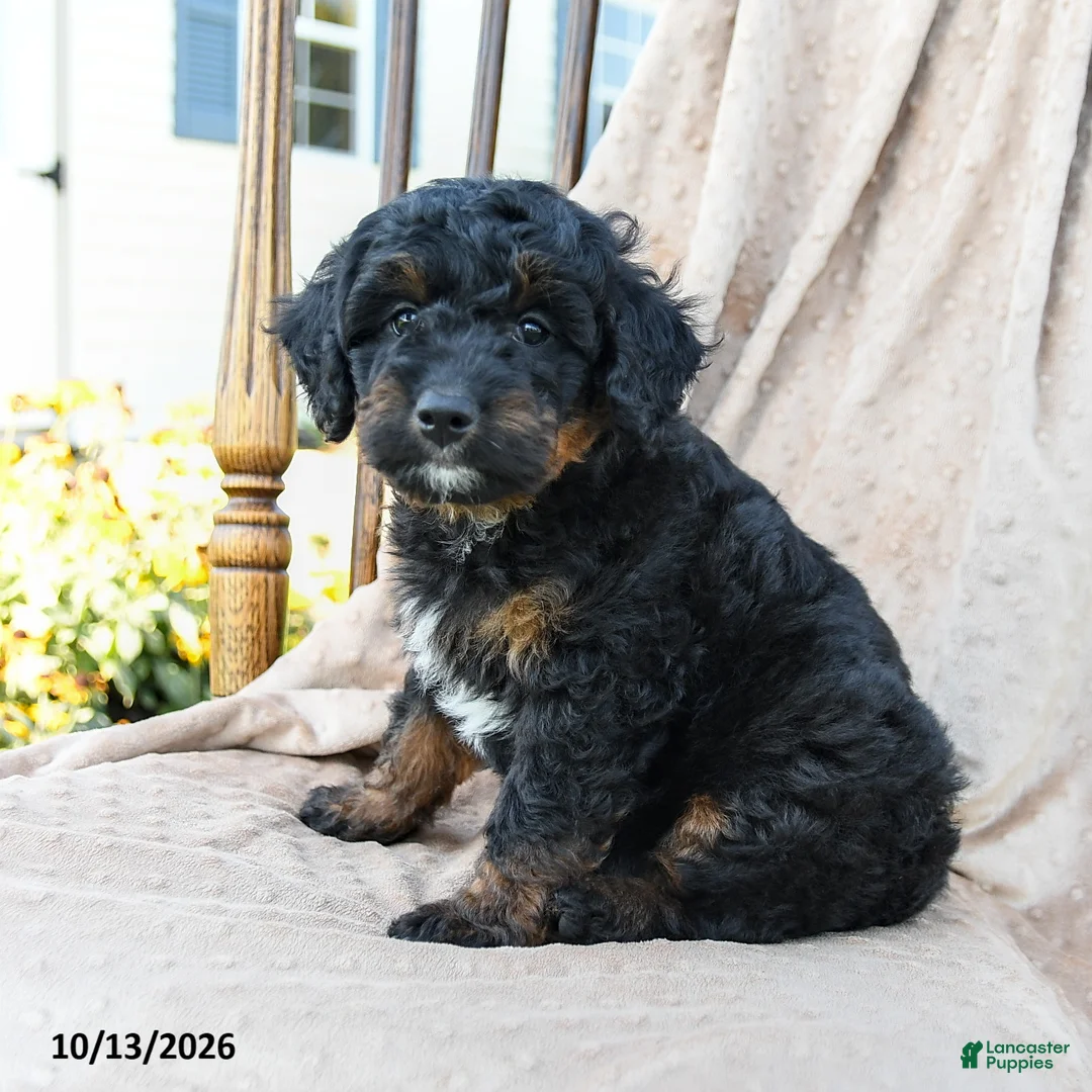 Mini Bernedoodle dogs for sale: Badger - Ad 2