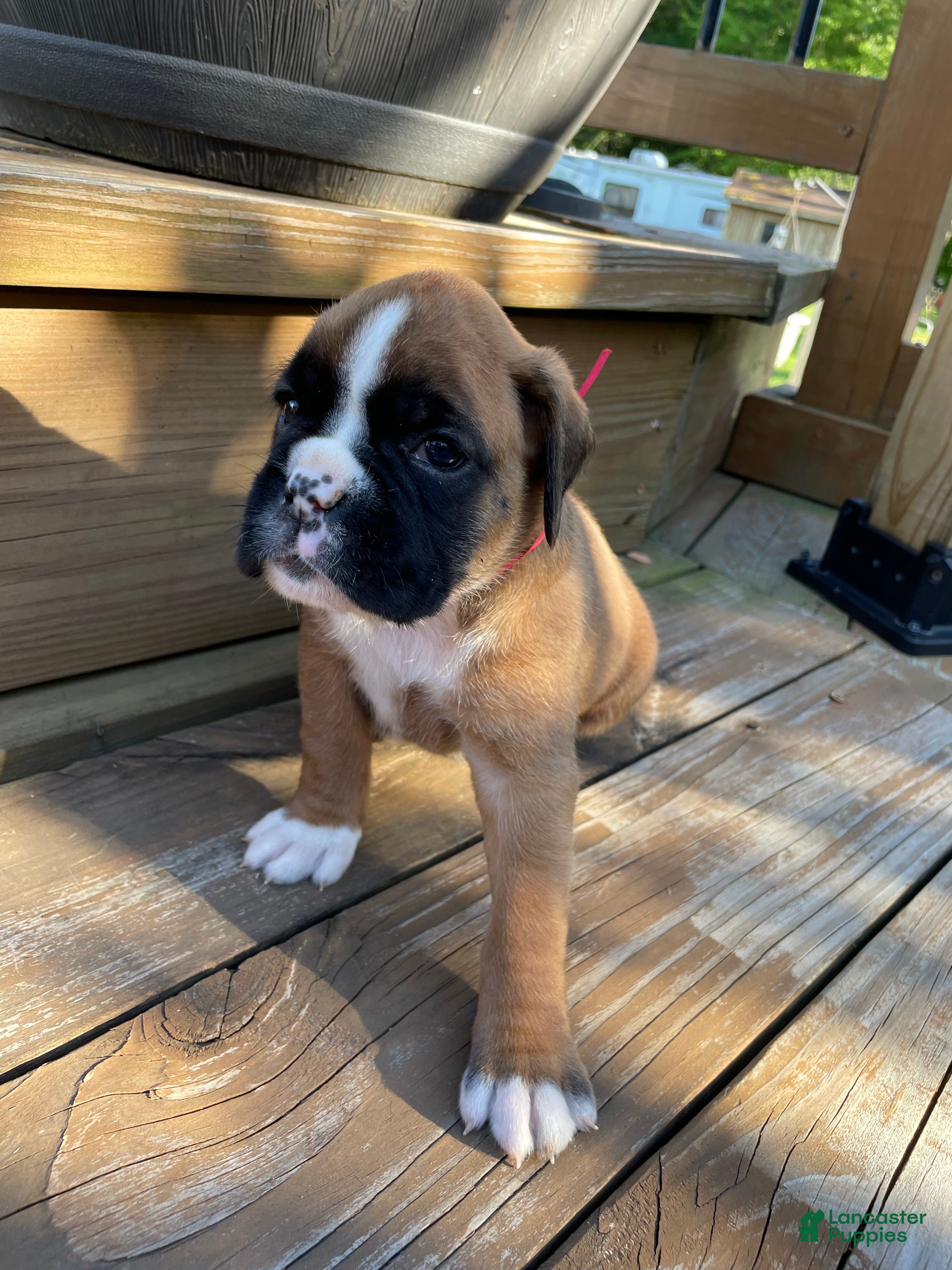 Boxer dogs Red - Ad 2