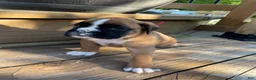 Boxer dogs for sale: Red - Ad 2