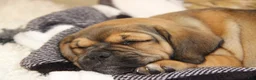 Puggle dogs for sale: Axel - Ad 6
