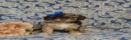 Mini Bernedoodle dogs for sale: Selena Hypoallergenic - Ad 2