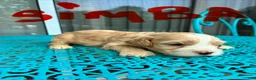 Cockapoo dogs for sale:  5. Simba - Ad 2