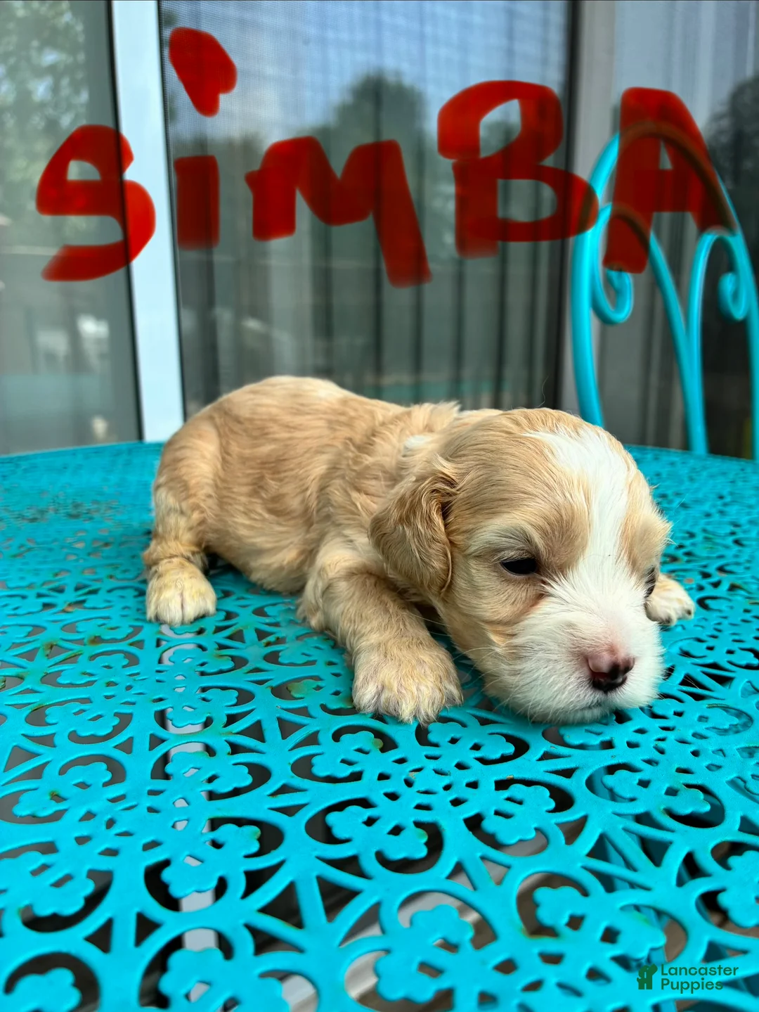 Cockapoo dogs for sale:  5. Simba - Ad 2