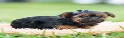Yorkshire Terrier dogs for sale: Bugatti - Ad 7