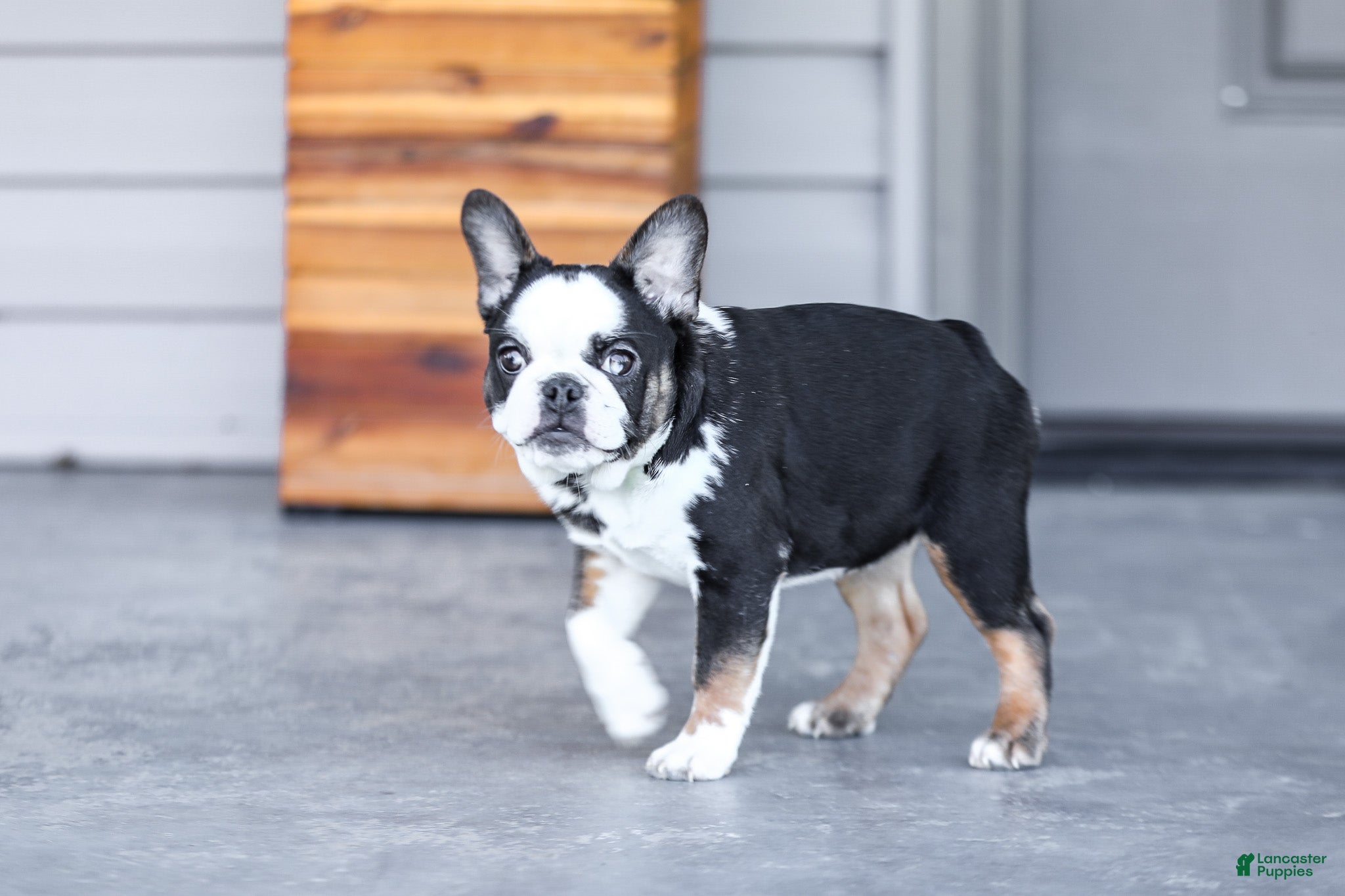 French Bulldog dogs for sale: Sheba - Ad 3
