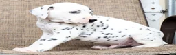 Dalmatian dogs for sale: Tyson - Ad 3
