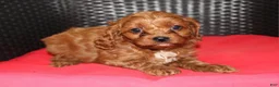 Cavapoo dogs for sale: Daisy - Ad 5
