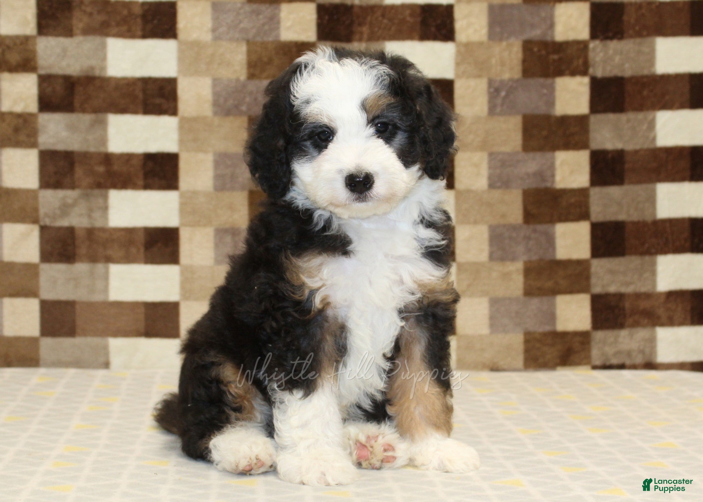 Mini Bernedoodle dogs Henry - Ad 1